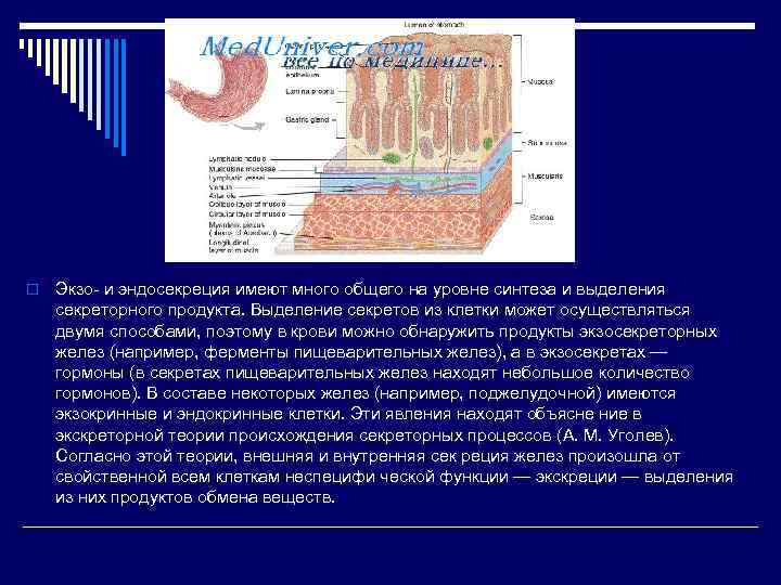 o Экзо и эндосекреция имеют много общего на уровне синтеза и выделения секреторного продукта.