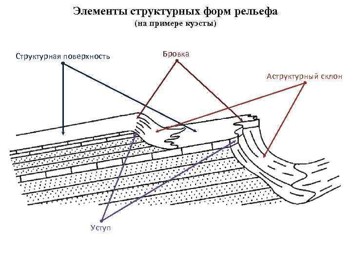 Элементы структурных форм рельефа (на примере куэсты) Структурная поверхность Бровка Аструктурный склон Уступ 