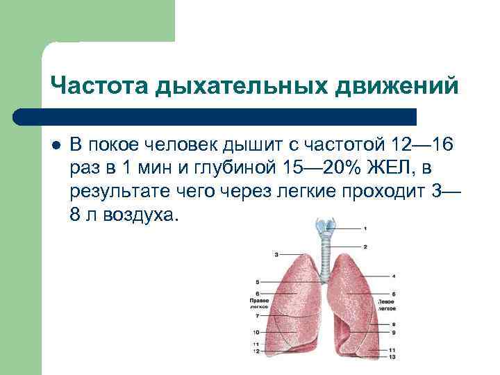 Частота дыхательных движений l В покое человек дышит с частотой 12— 16 раз в