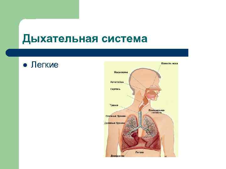 Дыхательная система l Легкие 