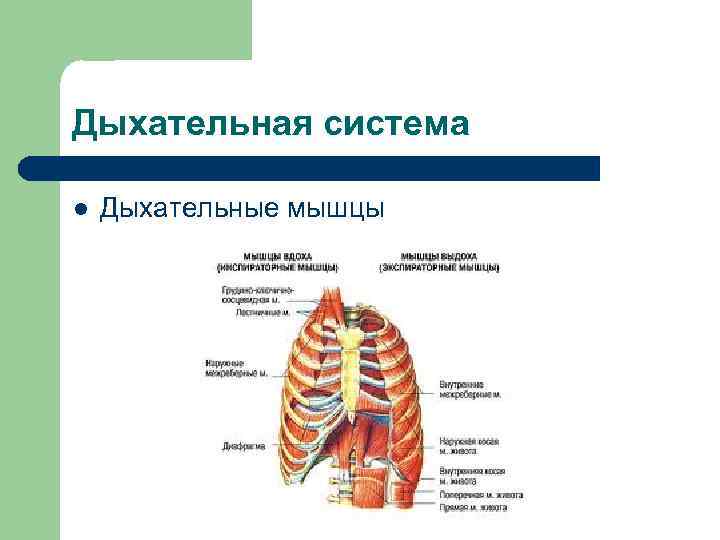 Дыхательная система l Дыхательные мышцы 