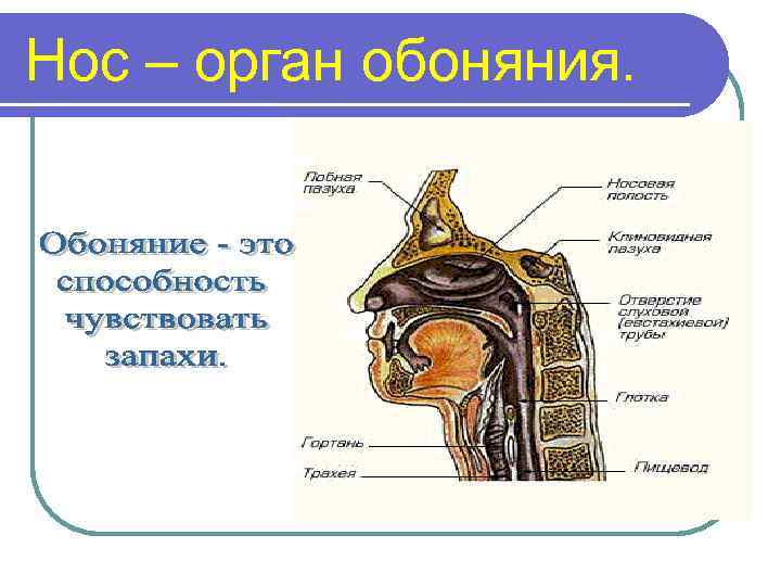 Нос – орган обоняния. 