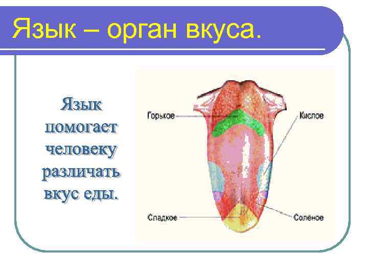 Язык – орган вкуса. 