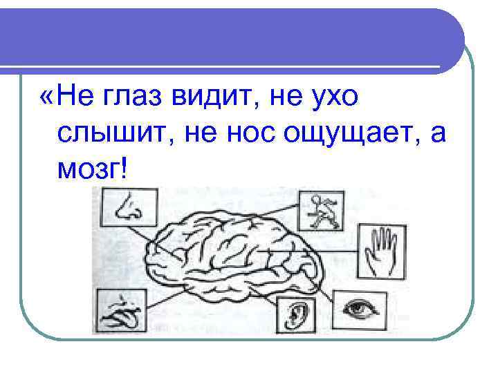  «Не глаз видит, не ухо слышит, не нос ощущает, а мозг! 