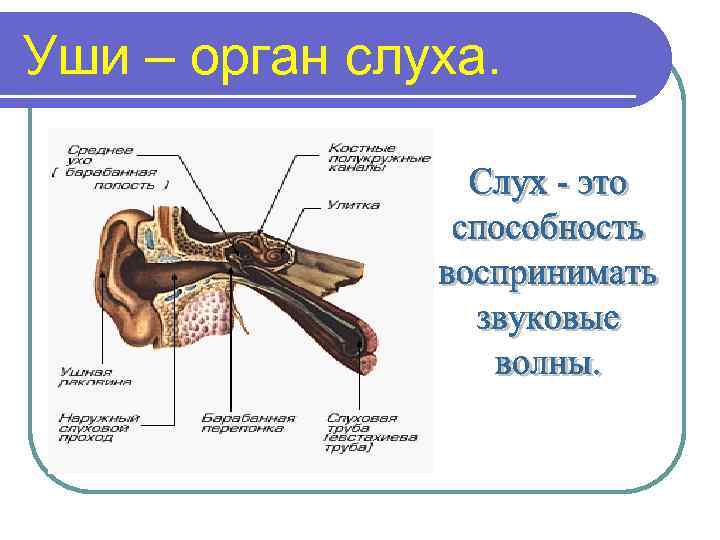 Уши – орган слуха. 