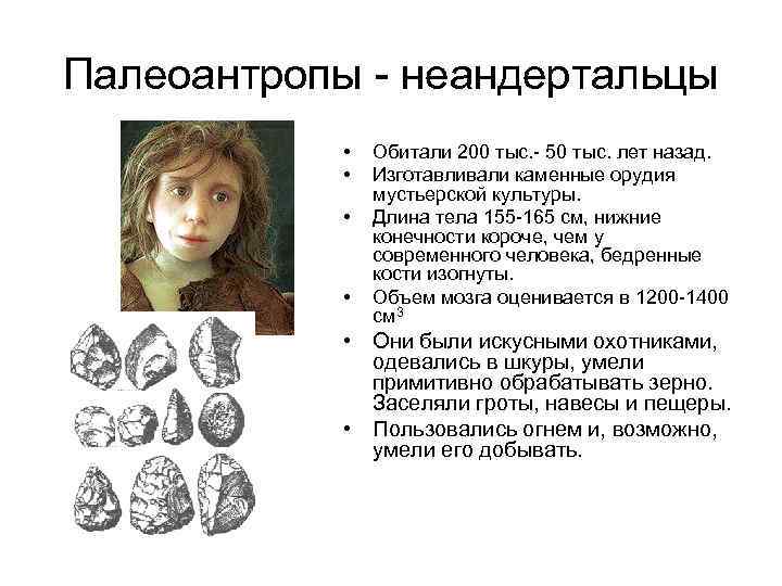 Палеоантропы - неандертальцы • • Обитали 200 тыс. - 50 тыс. лет назад. Изготавливали