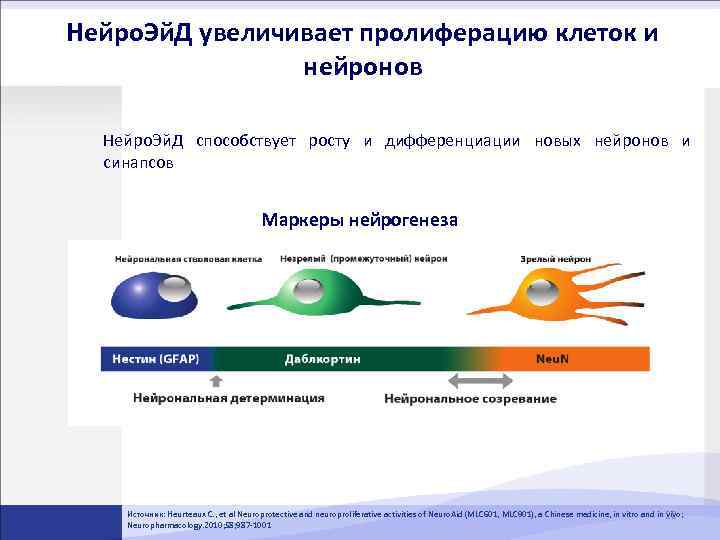 Нейро. Эй. Д увеличивает пролиферацию клеток и нейронов Нейро. Эй. Д способствует росту и