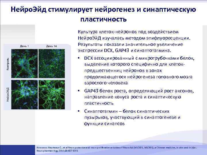 Нейро. Эйд стимулирует нейрогенез и синаптическую пластичность Культура клеток-нейронов под воздействием Нейро. Эй. Д