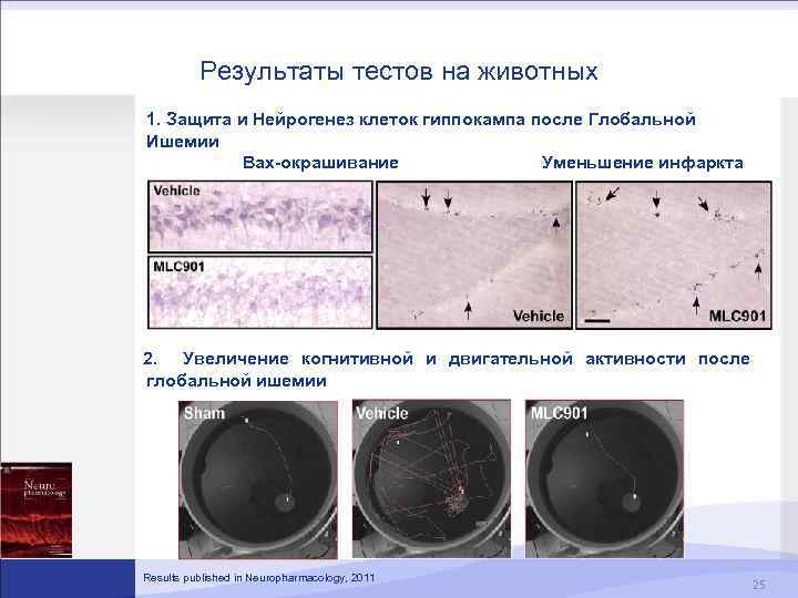 Результаты тестов на животных 1. Защита и Нейрогенез клеток гиппокампа после Глобальной Ишемии Bax-окрашивание