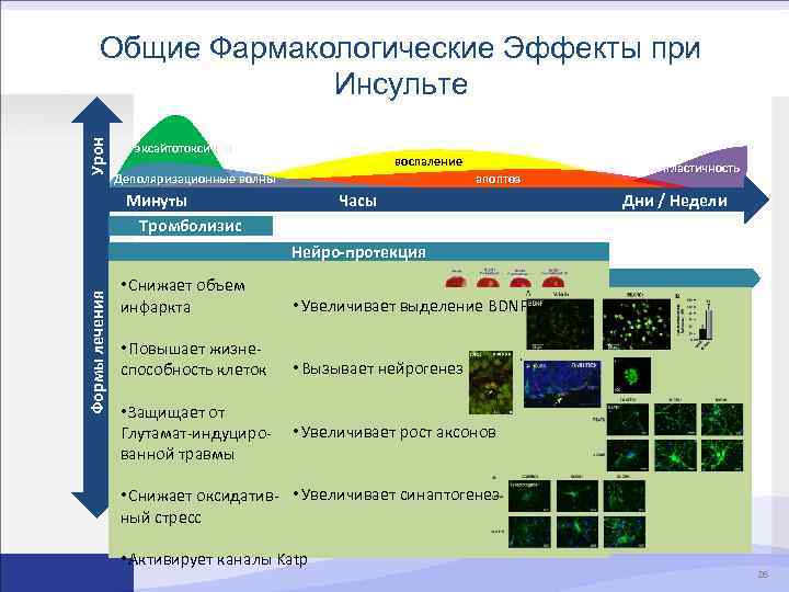 Урон Общие Фармакологические Эффекты при Инсульте эксайтотоксичность воспаление Деполяризационные волны апоптоз Минуты Тромболизис Часы