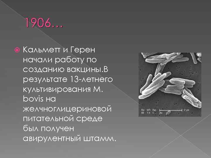 1906… Кальметт и Герен начали работу по созданию вакцины. В результате 13 -летнего культивирования