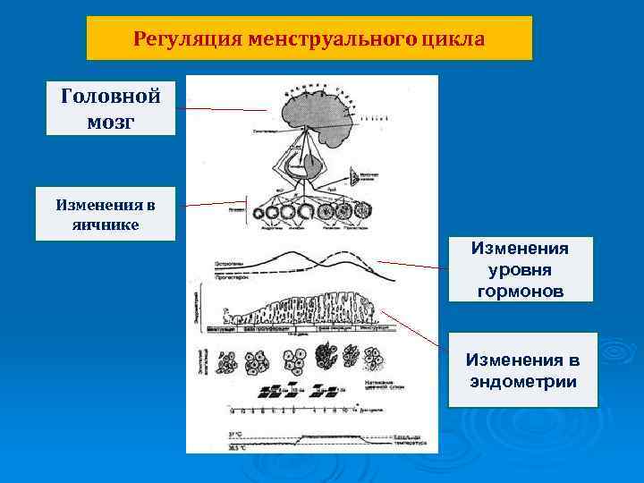 Регуляция менструального цикла Головной мозг Изменения в яичнике Изменения уровня гормонов Изменения в эндометрии