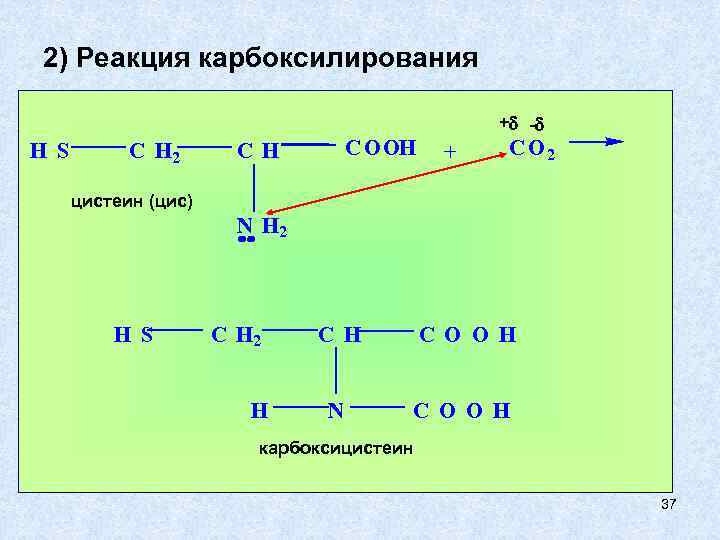 2) Реакция карбоксилирования + - H S C H 2 C O OH C