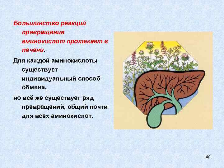 Большинство реакций превращения аминокислот протекает в печени. Для каждой аминокислоты существует индивидуальный способ обмена,