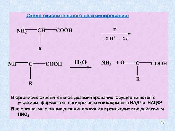 Окислительное дезаминирование схема