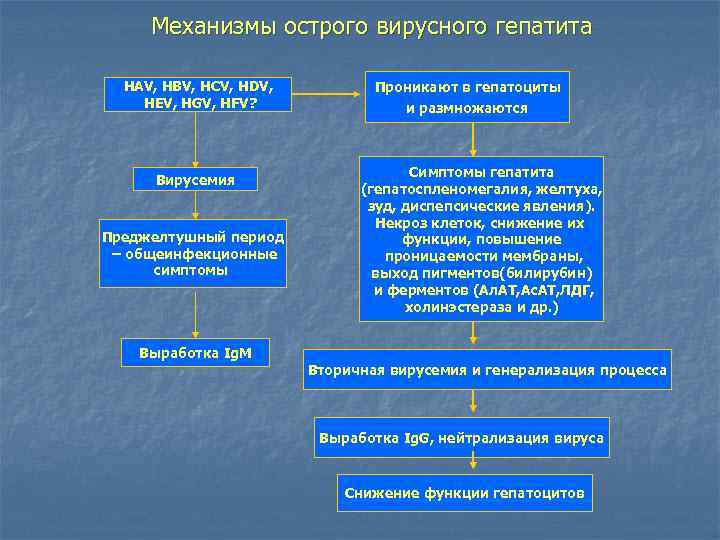 Механизмы острого вирусного гепатита HAV, HBV, HCV, HDV, HEV, HGV, HFV? Вирусемия Преджелтушный период