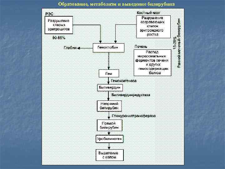 Образование, метаболизм и выведение билирубина 
