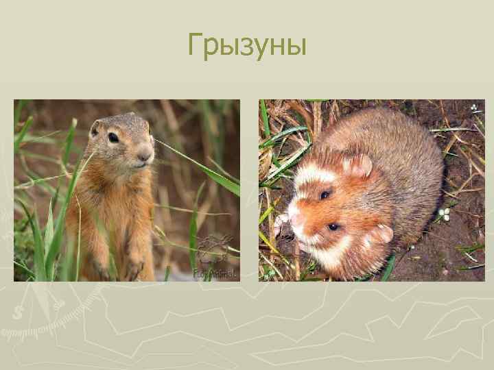 Грызуны 