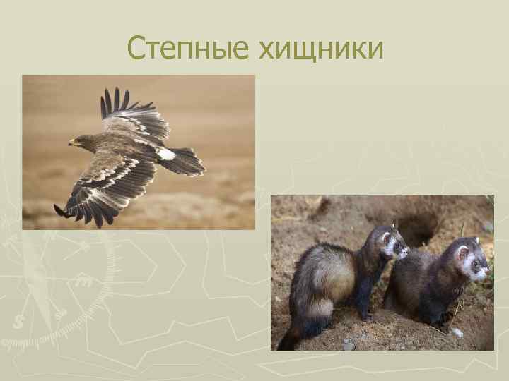 Степные хищники 