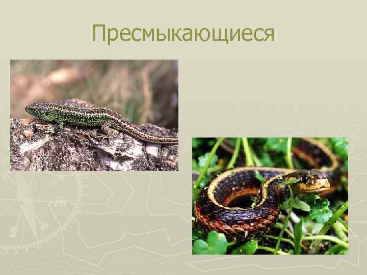 Пресмыкающиеся 