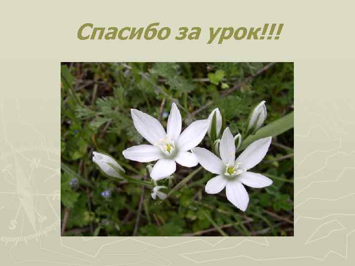 Спасибо за урок!!! 