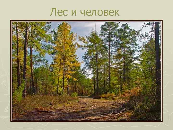 Лес и человек 