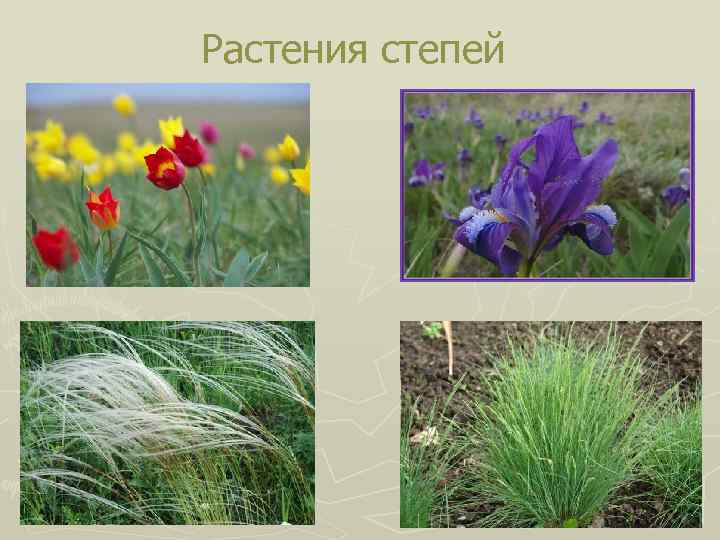 Растения степей 
