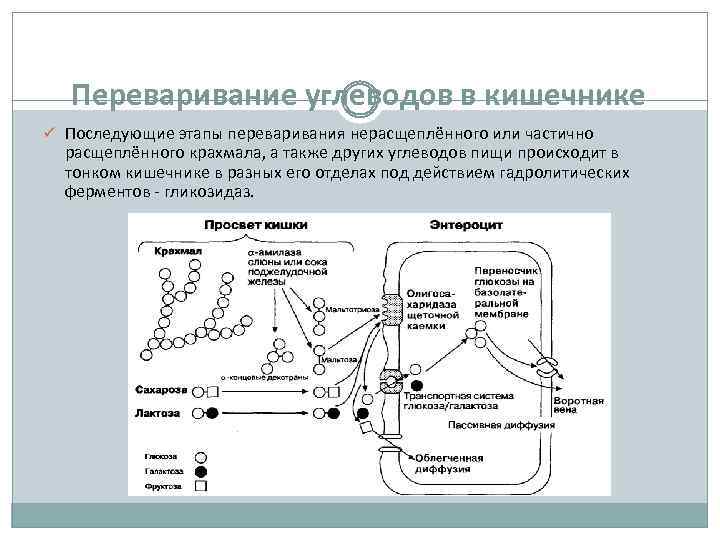 Переваривание углеводов в кишечнике ü Последующие этапы переваривания нерасщеплённого или частично расщеплённого крахмала, а
