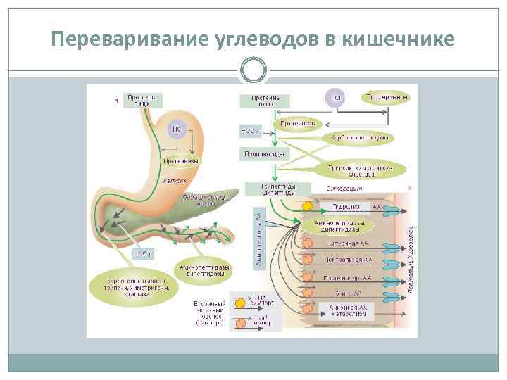 Переваривание углеводов в кишечнике 