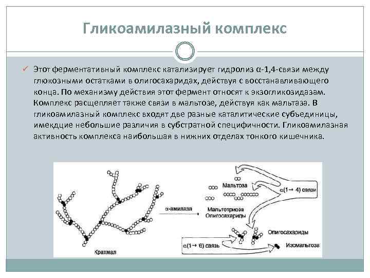 Гликоамилазный комплекс ü Этот ферментативный комплекс катализирует гидролиз α-1, 4 -связи между глюкозными остатками