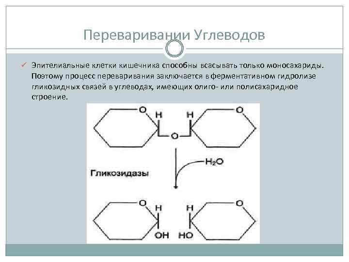 Переваривании Углеводов ü Эпителиальные клетки кишечника способны всасывать только моносахариды. Поэтому процесс переваривания заключается