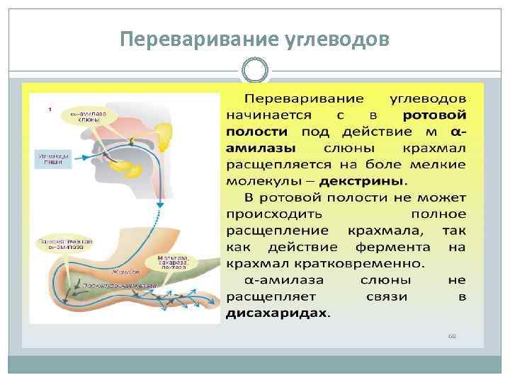 Переваривание углеводов 