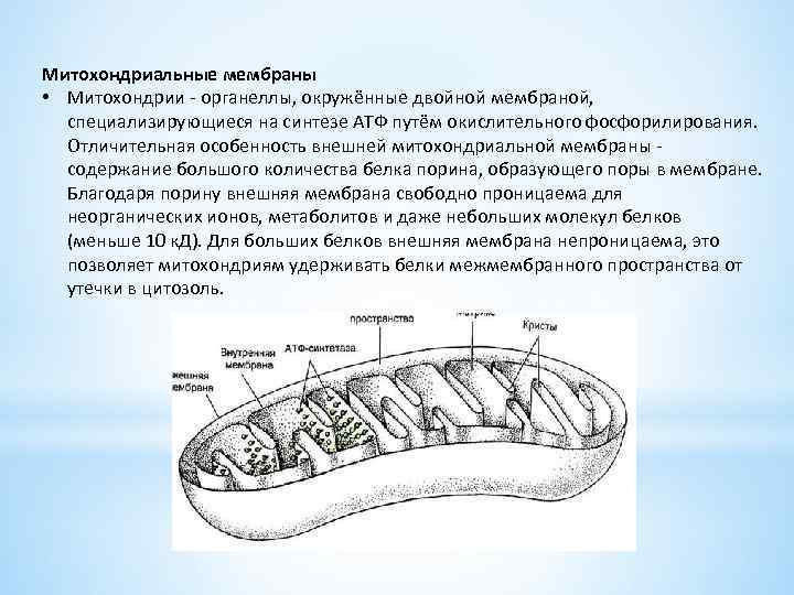 Митохондриальные мембраны • Митохондрии - органеллы, окружённые двойной мембраной, специализирующиеся на синтезе АТФ путём