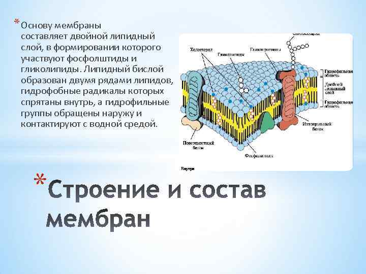 Липидная мембрана