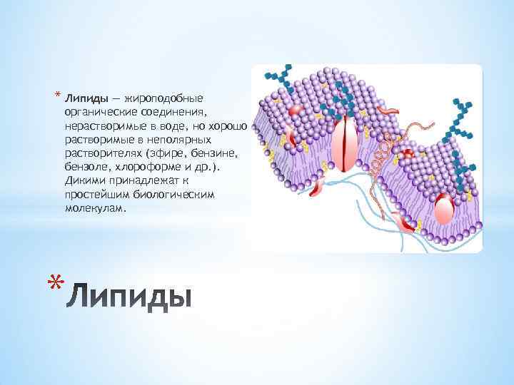 * Липиды — жироподобные органические соединения, нерастворимые в воде, но хорошо растворимые в неполярных