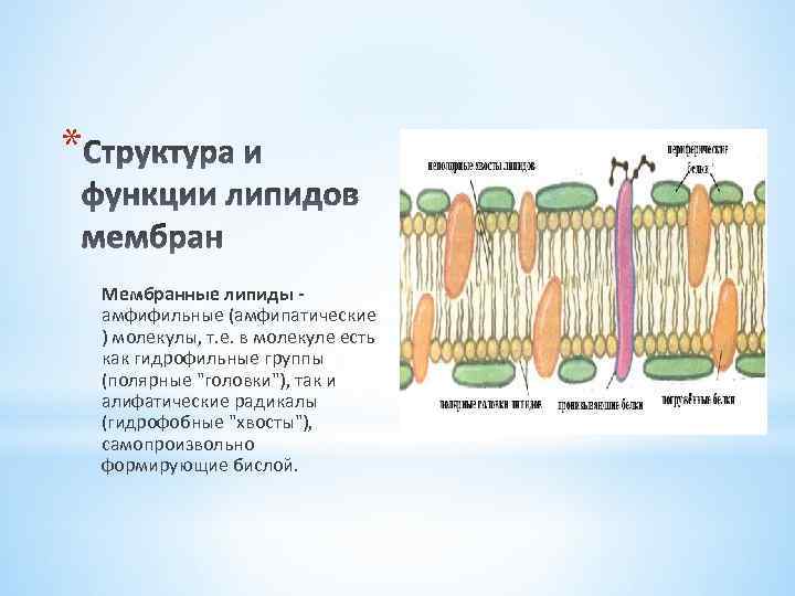 Возникновение мембраны клетки