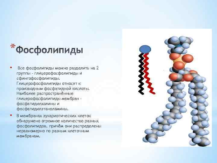 Синтез фосфолипидов схема