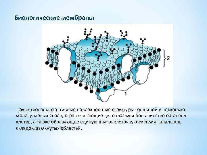 Биологические мембраны - функционально активные поверхностные структуры толщиной в несколько молекулярных слоев, ограничивающие цитоплазму