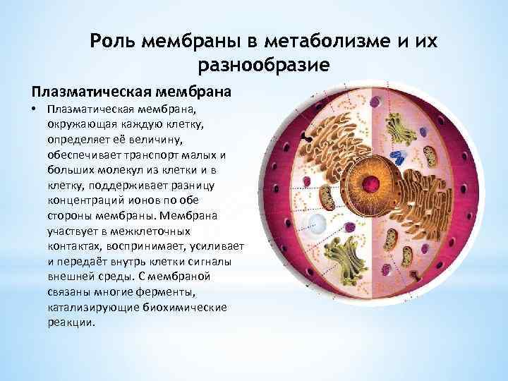 Роль мембраны в метаболизме и их разнообразие Плазматическая мембрана • Плазматическая мембрана, окружающая каждую