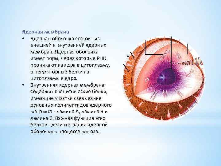 Ядерная мембрана • Ядерная оболочка состоит из внешней и внутренней ядерных мембран. Ядерная оболочка