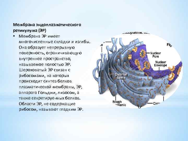 Мембрана эндоплазматического ретикулума (ЭР) • Мембрана ЭР имеет многочисленные складки и изгибы. Она образует