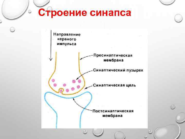 Строение синапса 