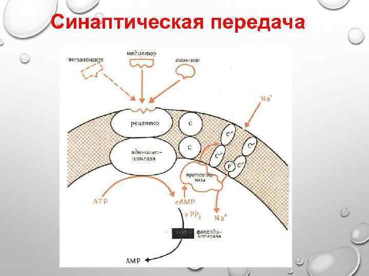 Синаптическая передача 