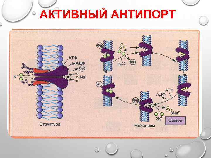 АКТИВНЫЙ АНТИПОРТ 