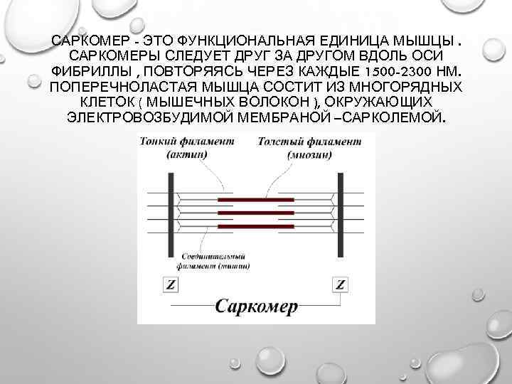 САРКОМЕР - ЭТО ФУНКЦИОНАЛЬНАЯ ЕДИНИЦА МЫШЦЫ. САРКОМЕРЫ СЛЕДУЕТ ДРУГ ЗА ДРУГОМ ВДОЛЬ ОСИ ФИБРИЛЛЫ