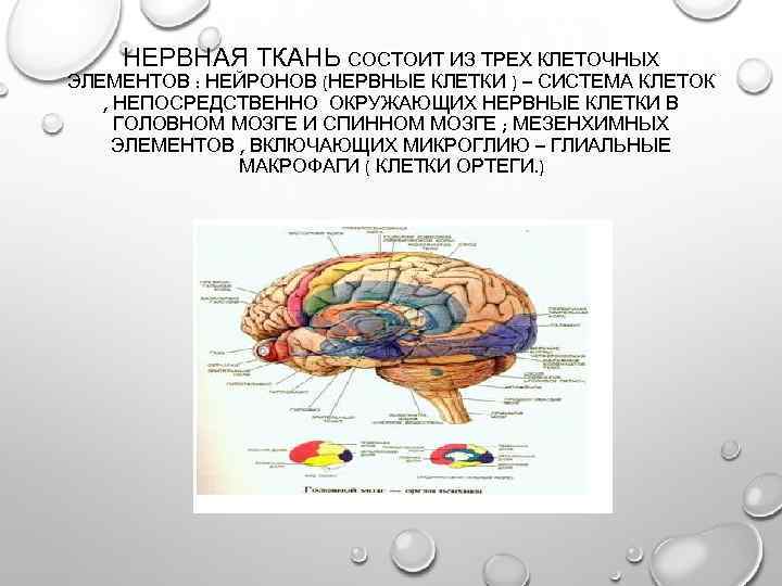 НЕРВНАЯ ТКАНЬ СОСТОИТ ИЗ ТРЕХ КЛЕТОЧНЫХ ЭЛЕМЕНТОВ : НЕЙРОНОВ (НЕРВНЫЕ КЛЕТКИ ) – СИСТЕМА