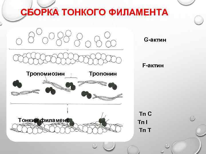 СБОРКА ТОНКОГО ФИЛАМЕНТА G-актин F-актин Тропомиозин Тонкий филамент Тропонин Тп С Тп I Тп