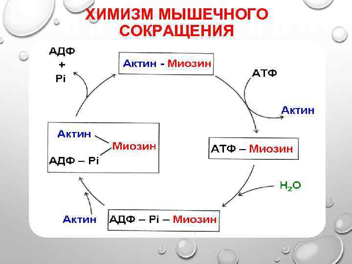 ХИМИЗМ МЫШЕЧНОГО СОКРАЩЕНИЯ 