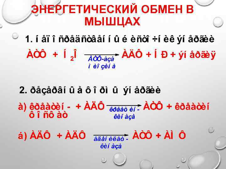 ЭНЕРГЕТИЧЕСКИЙ ОБМЕН В МЫШЦАХ 