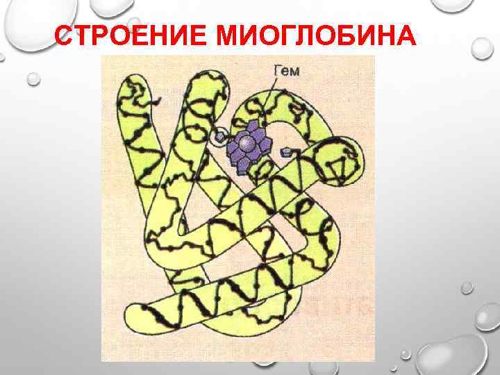 СТРОЕНИЕ МИОГЛОБИНА 